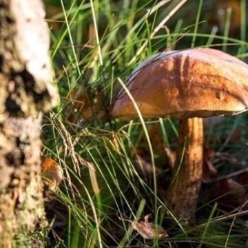 В Киеве 13 человек отравились грибами
