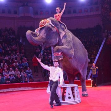 В Гомеле во время гастролей умерла слониха из Национального цирка Украины