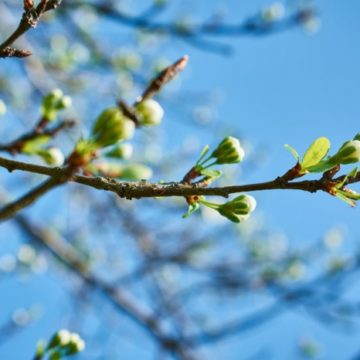 Жара в начале весны: синоптики удивили погодой на неделю